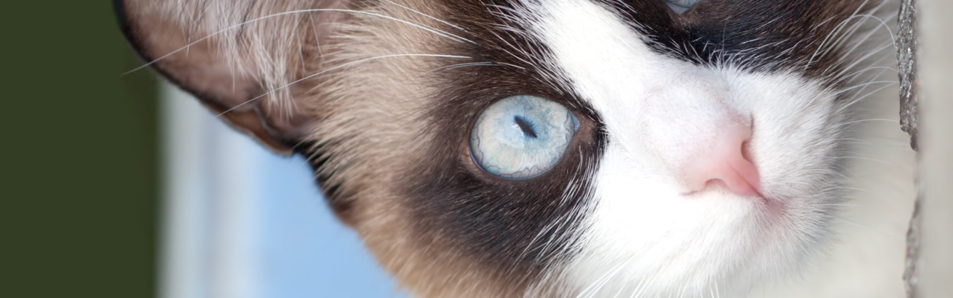 cat with blue eyes looking at camera, breed Snowshoe